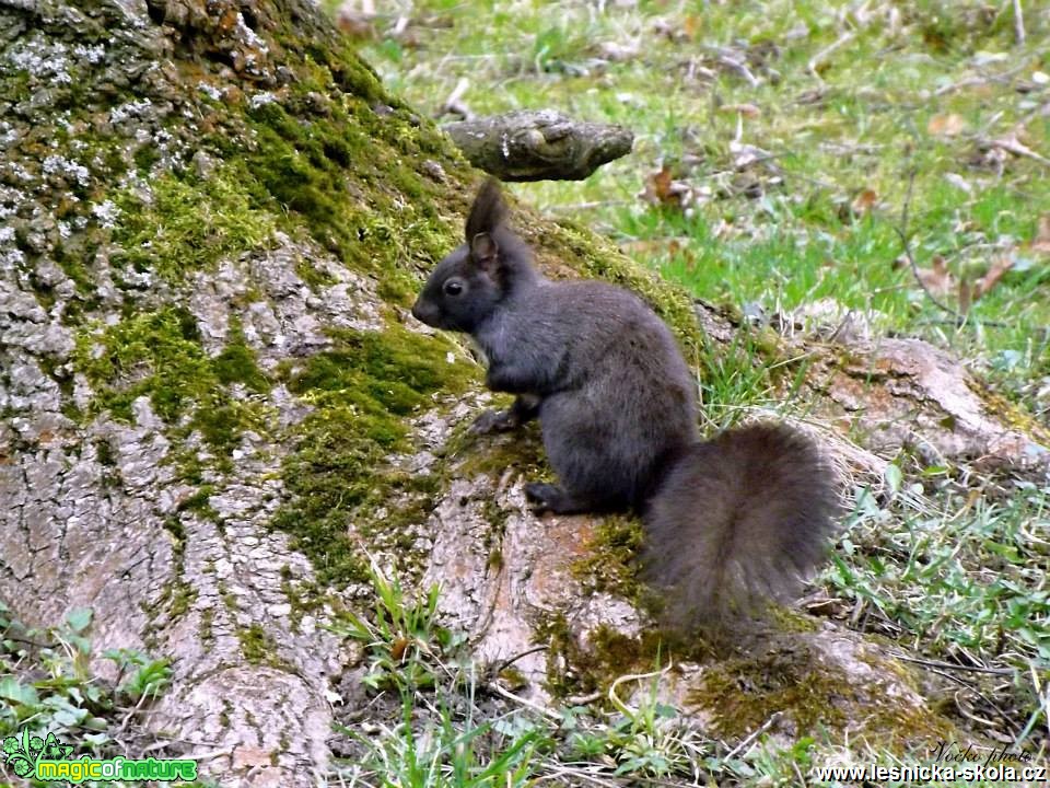 Veverka obecná - Sciurus vulgaris - Foto Jiří Havel (2)