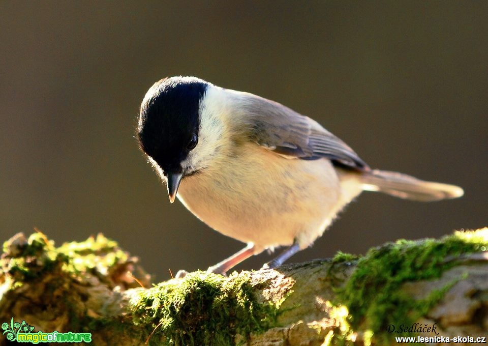 Sýkora uhelníček - Periparus ater - Foto Dušan Sedláček