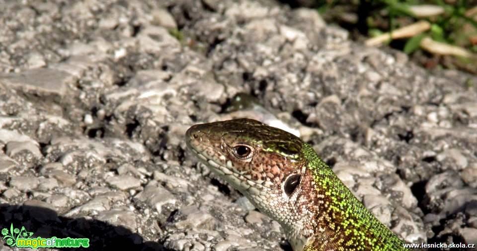 Ještěrka zelená - Lacerta viridis - Foto Rasťo Salčík (11)