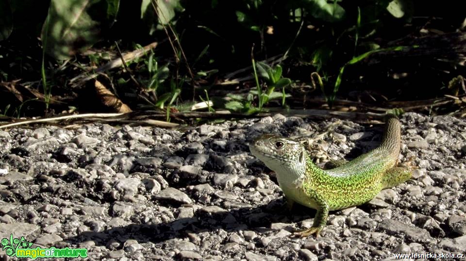 Ještěrka zelená - Lacerta viridis - Foto Rasťo Salčík (13)