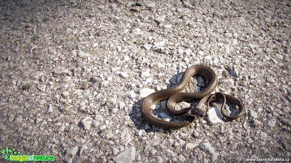 Užovka obojková - Natrix natrix - Foto Rasťo Salčík (1)