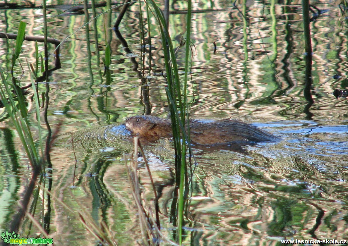 Ondatra pižmová - Ondatra zibethica - Foto Miloslav Míšek (1)