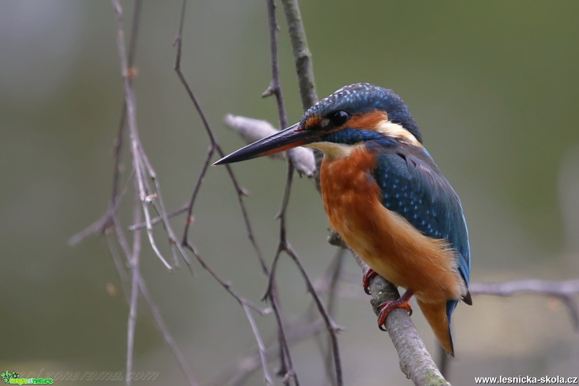 Ledňáček říční - Alcedo atthis - Foto Irena Wenischová (1)