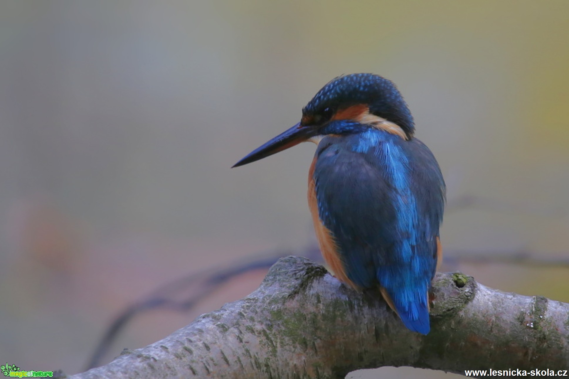 Ledňáček říční - Alcedo atthis - Foto Irena Wenischová (3)