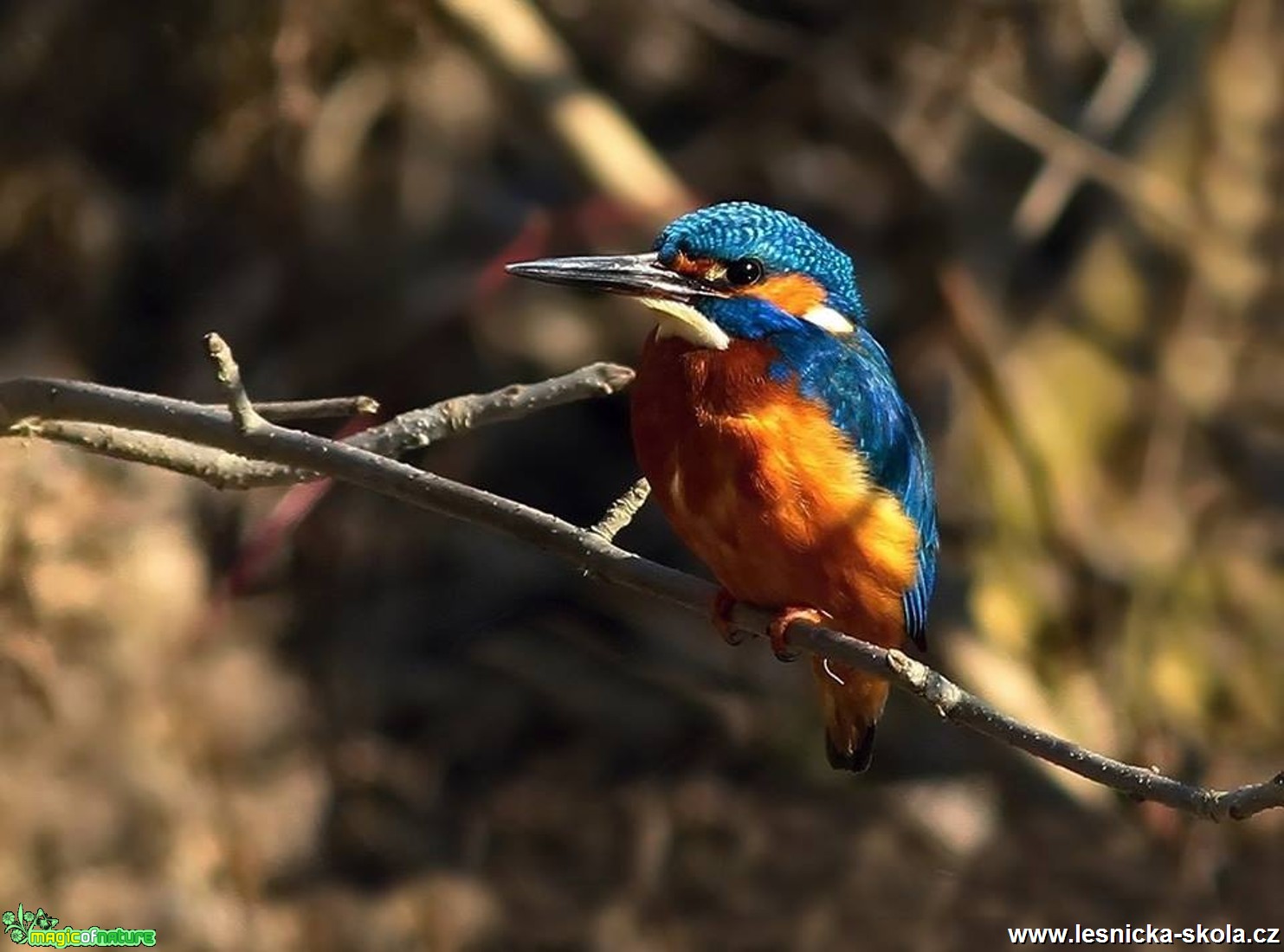 Ledňáček říční - Alcedo atthis - Foto Pavel Balazka (2)