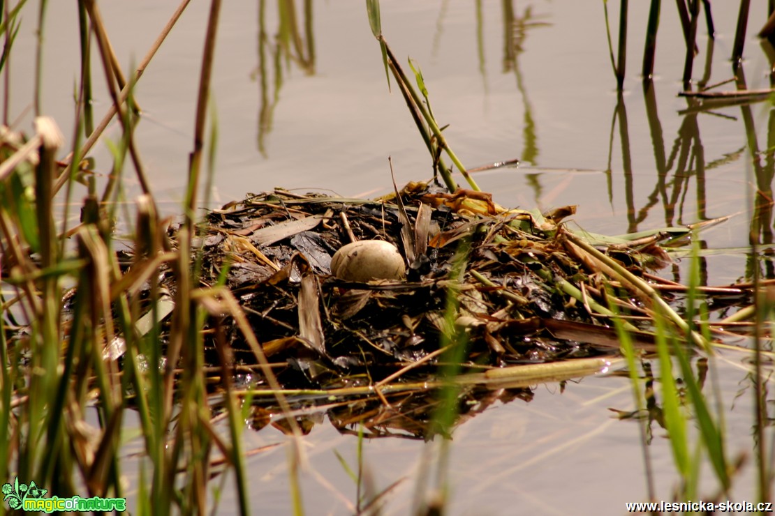 Potápka roháč -Podiceps cristatus - hnízdo - Foto Gerd Ritschel