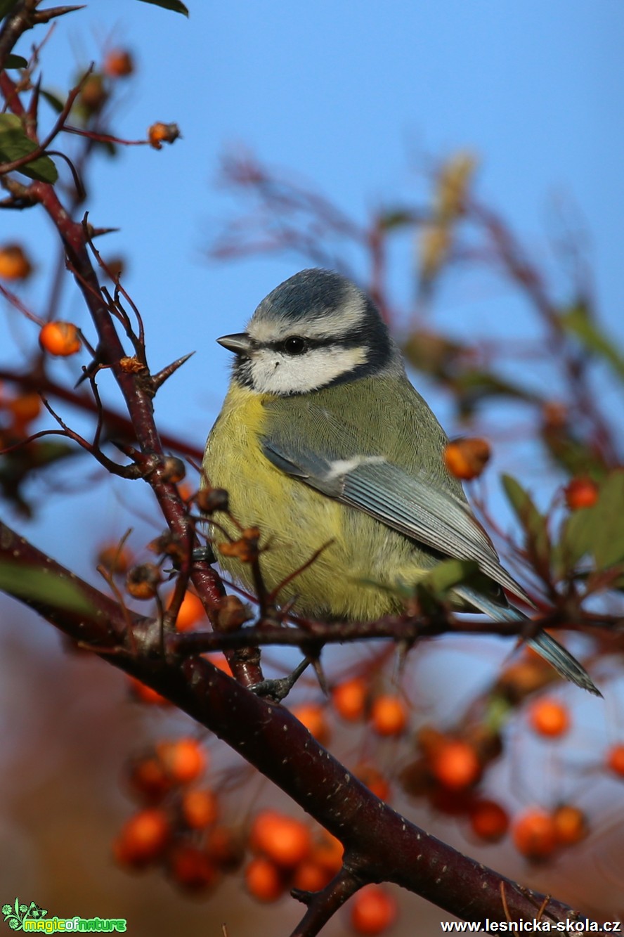 Sýkora modřinka - Cyanistes caeruleus - Foto Irena Wenischová (3)