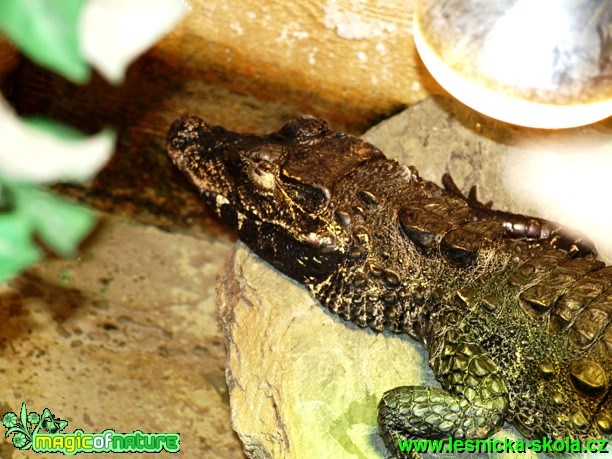 Krokodýl čelnatý - Osteolaemus tetraspis - Foto David Hlinka