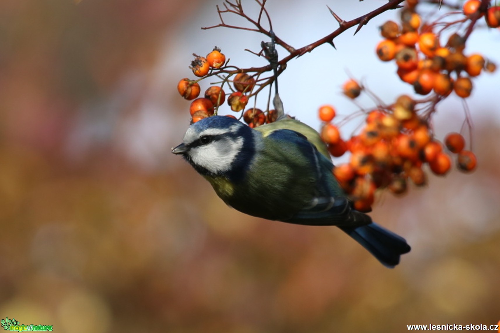 Sýkora modřinka - Cyanistes caeruleus - Foto Irena Wenischová (4)