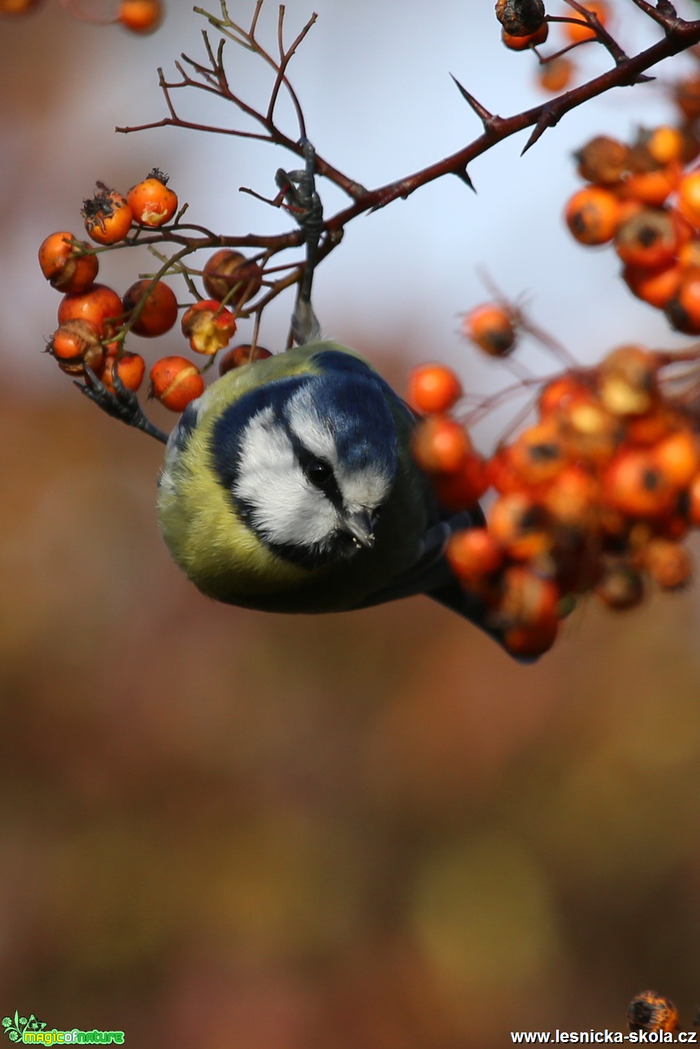 Sýkora modřinka - Cyanistes caeruleus - Foto Irena Wenischová (5)