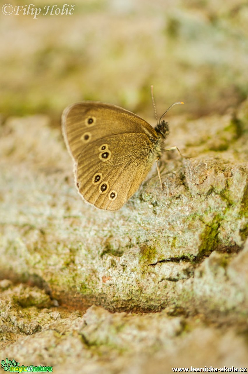 Okáč prosíčkový - Aphantopus hyperantus - Foto Filip Holič