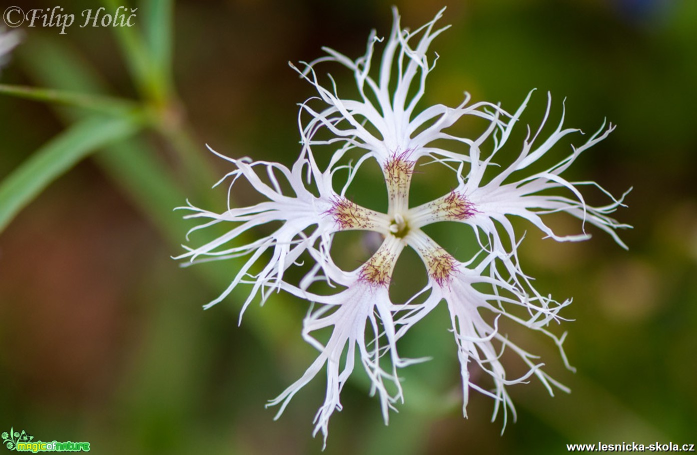 Hvozdík pyšný alpský - Dianthus superbus subsp. alpestris - Foto Filip Holič