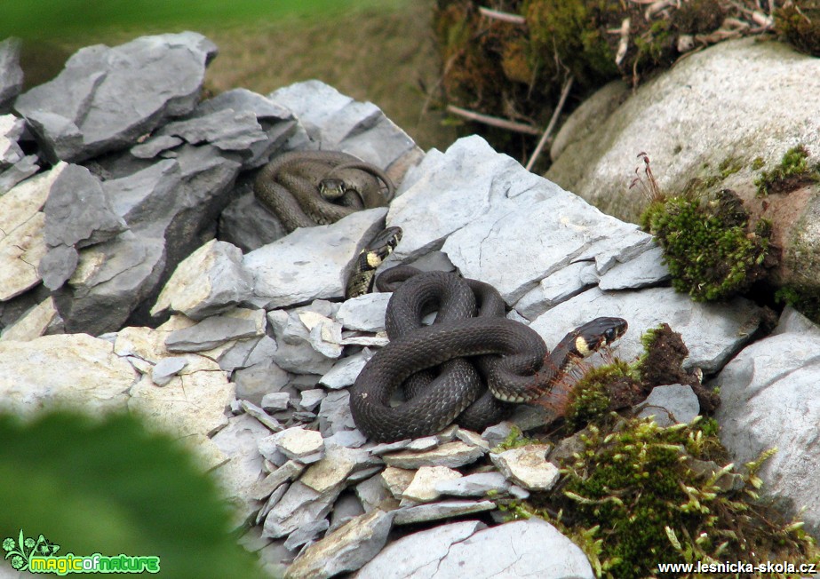 Užovka obojková - Natrix natrix - Foto Miloslav Míšek (1)