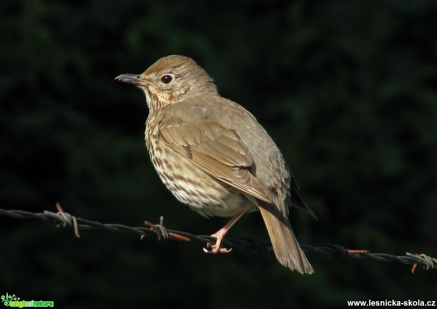 Drozd zpěvný - Turdus philomelos - Foto Miloslav Míšek (1)