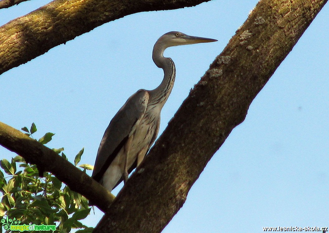 Volavka popelavá - Ardea cinerea - Foto Miloslav Míšek (1)