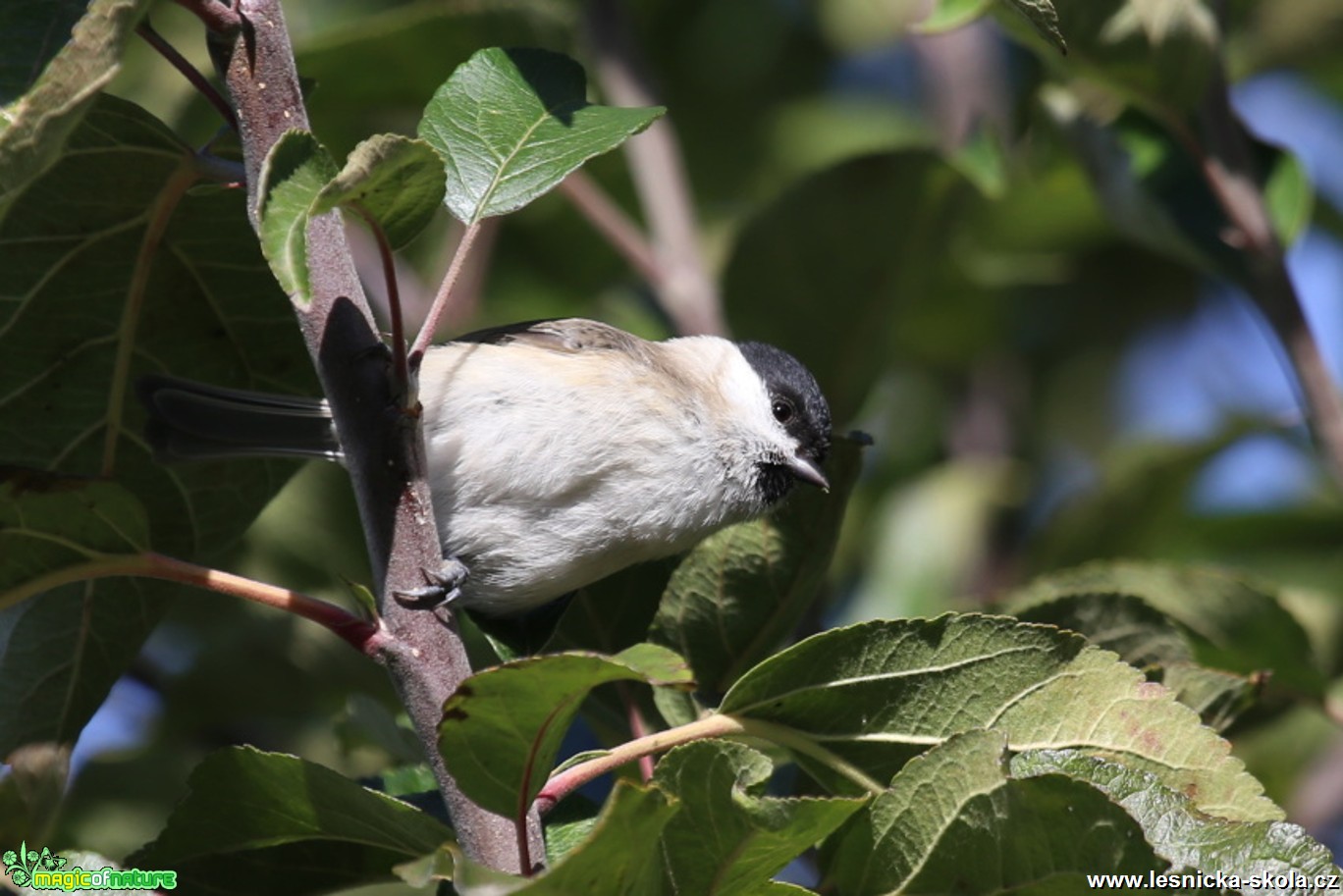 Sýkora babka - Parus palustris - Foto Irena Wenischová