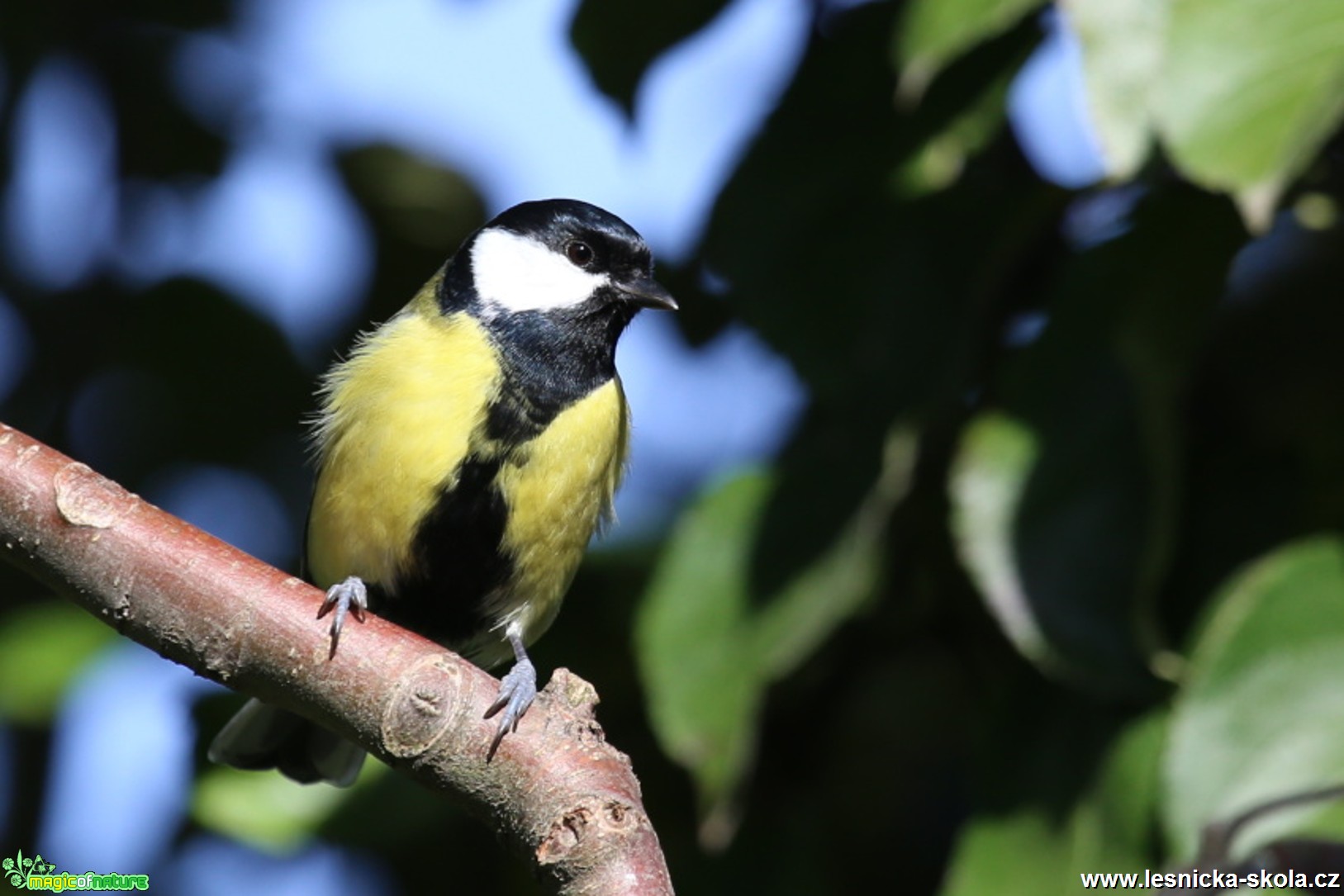 Sýkora koňadra - Parus major - Foto Irena Wenischová (1)