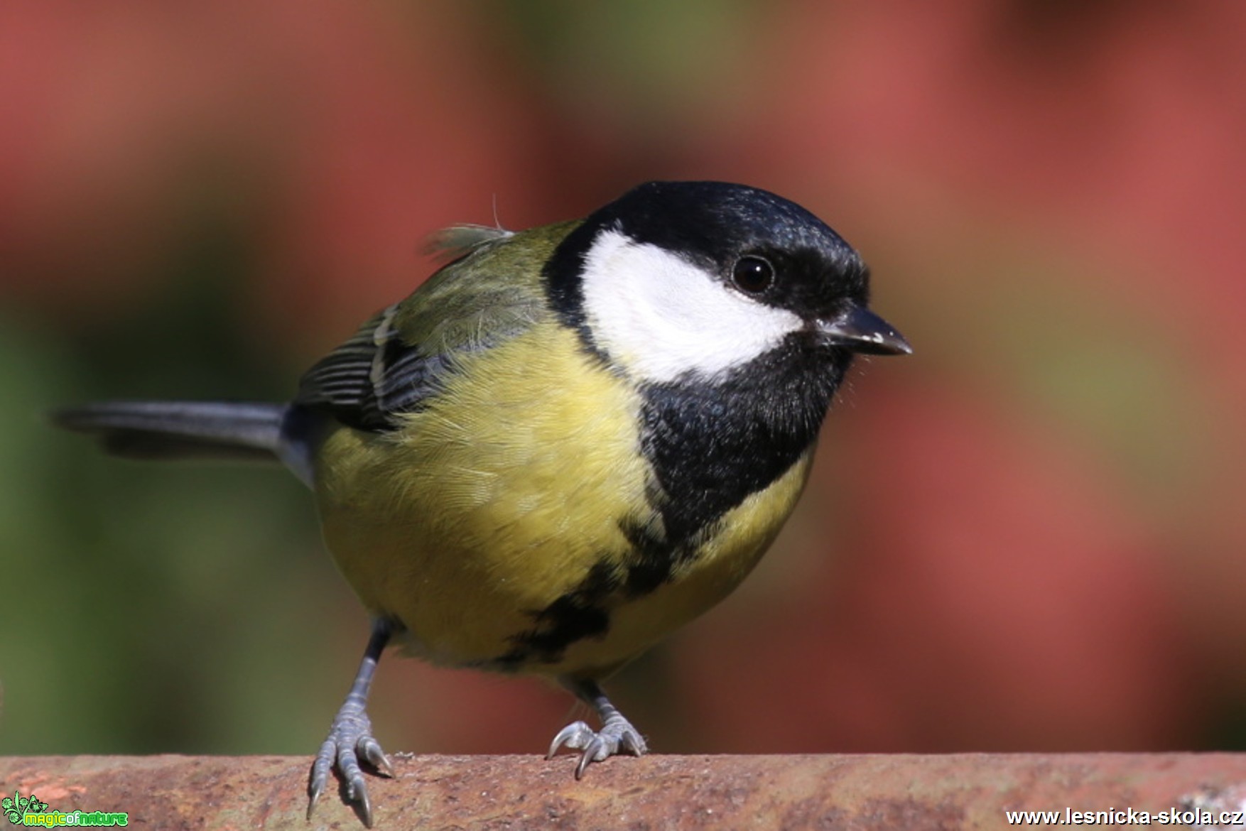 Sýkora koňadra - Parus major - Foto Irena Wenischová (2)