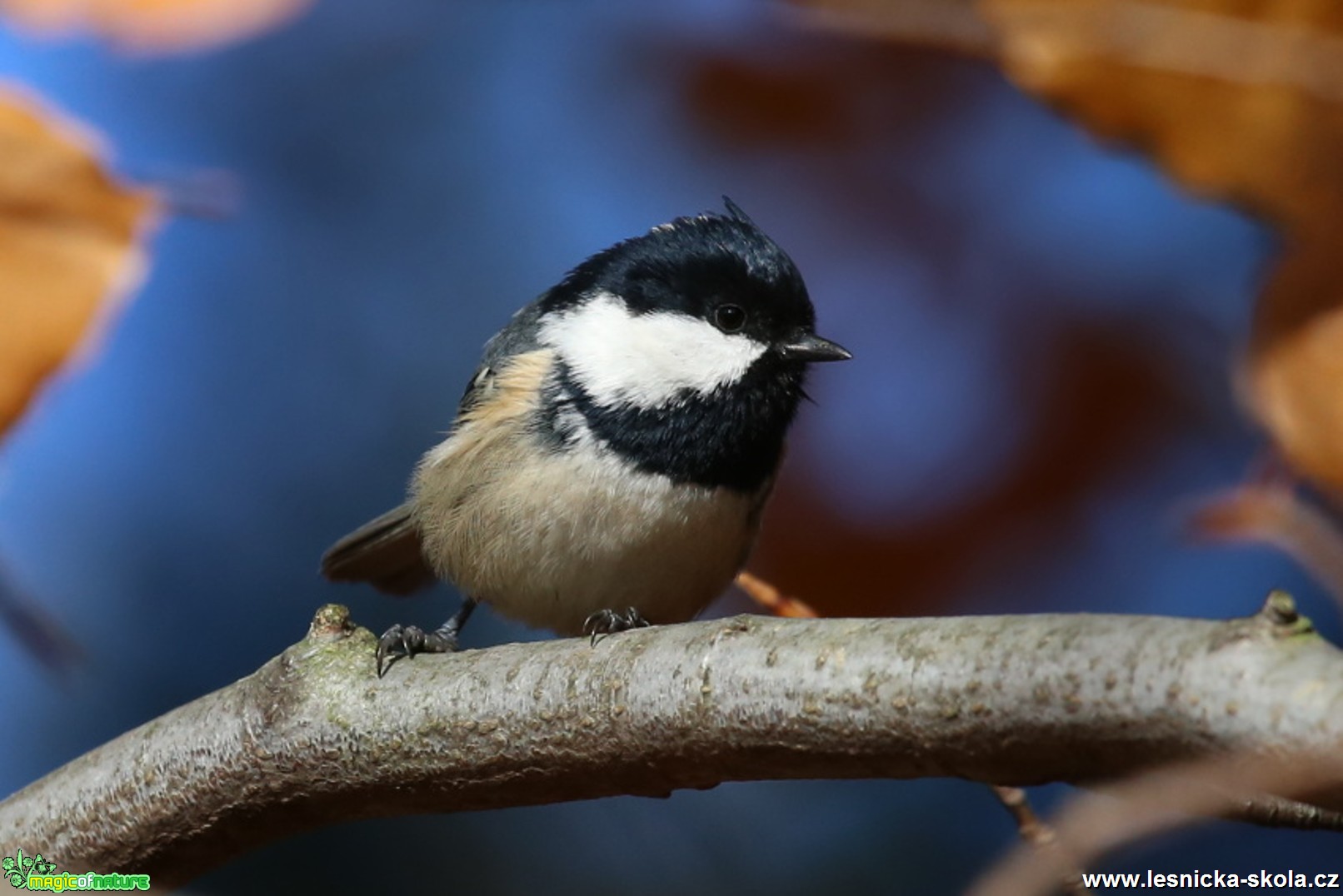 Sýkora uhelníček - Periparus ater - Foto Irena Wenischová (3)