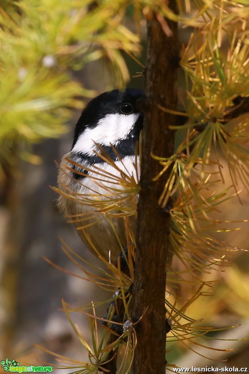 Sýkora uhelníček - Periparus ater - Foto Irena Wenischová (4)