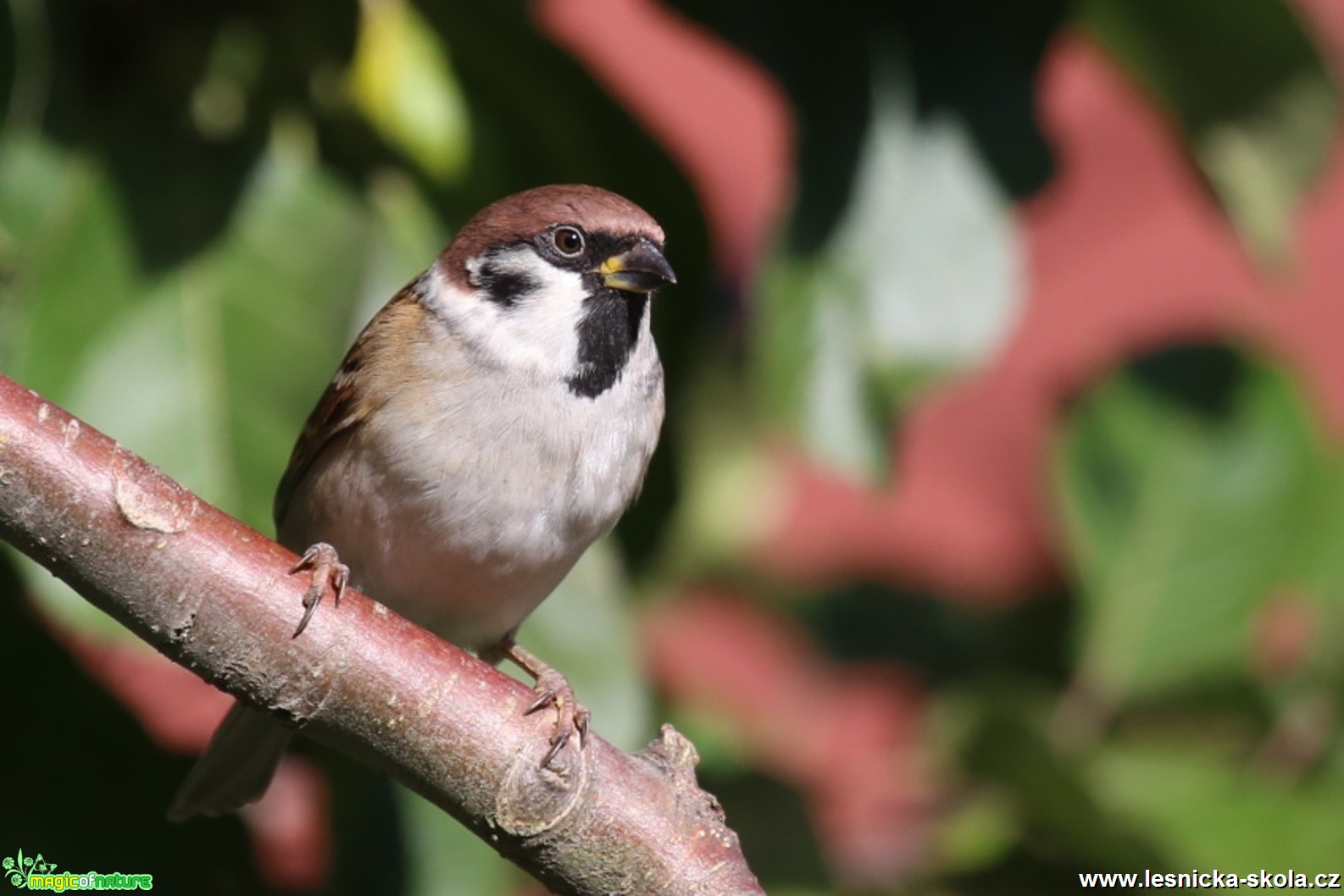 Vrabec polní - Passer montanus - Foto Irena Wenischová