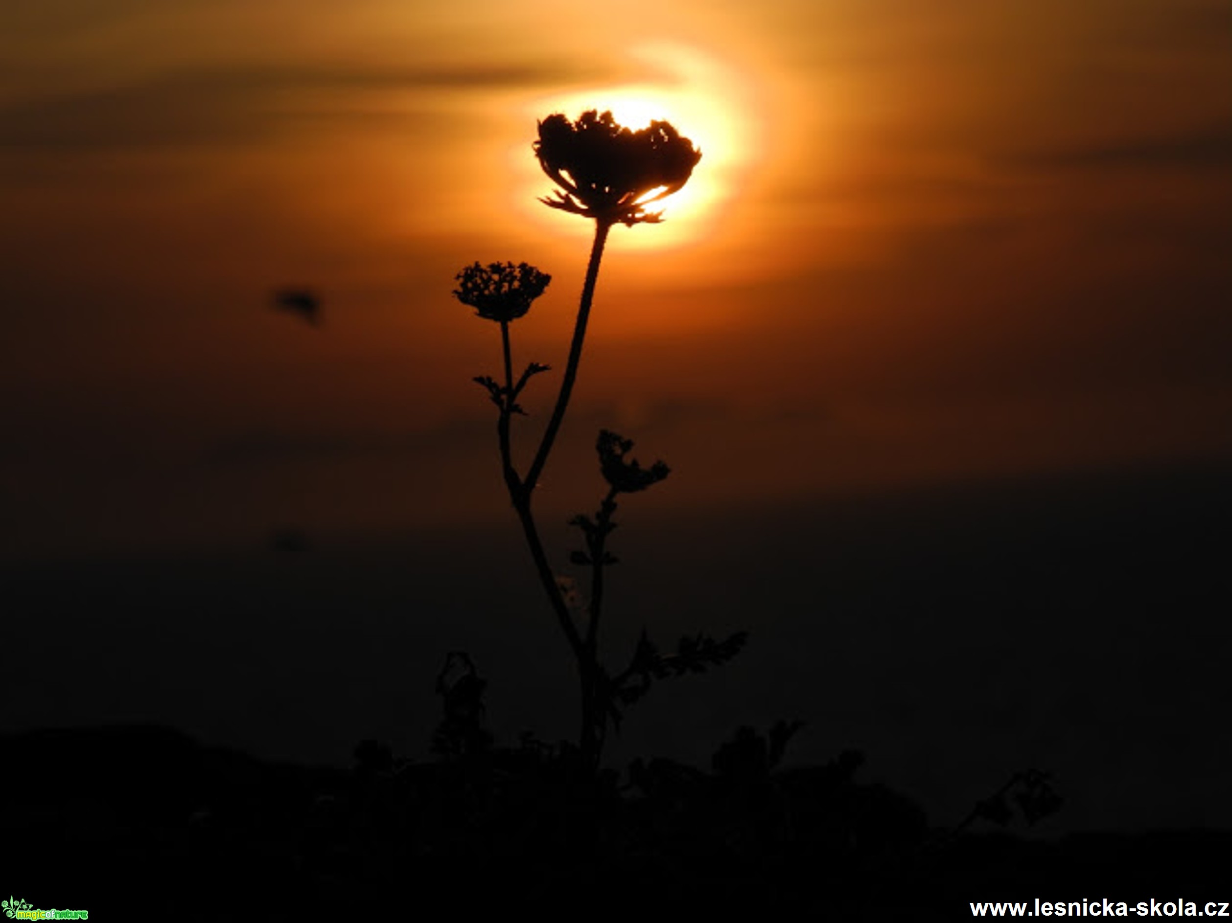 Sardinie - 06. 2015 - Foto Tomáš Kunze (5)