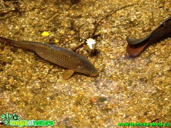 Kapr obecný - Cyprinus carpio - Foto David Hlinka (1)