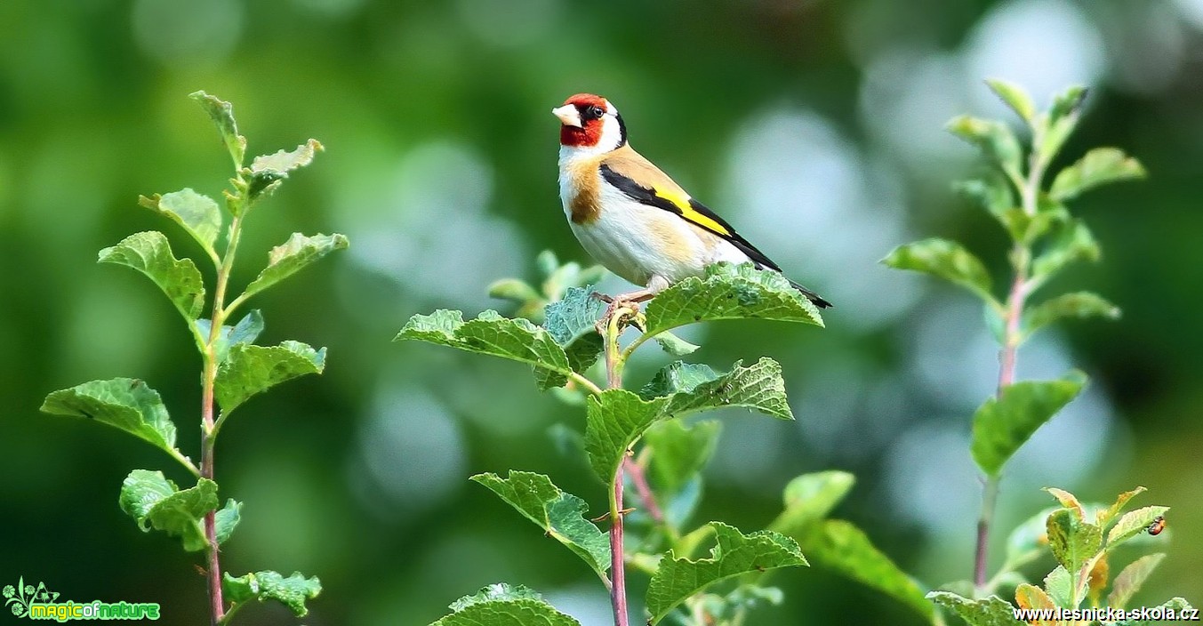 Stehlík obecný - Carduelis carduelis - Foto Pavel Balazka