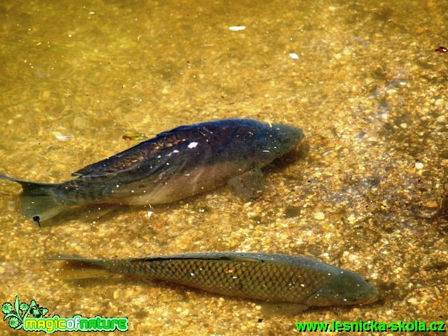 Kapr obecný - Cyprinus carpio - Foto David Hlinka (2)