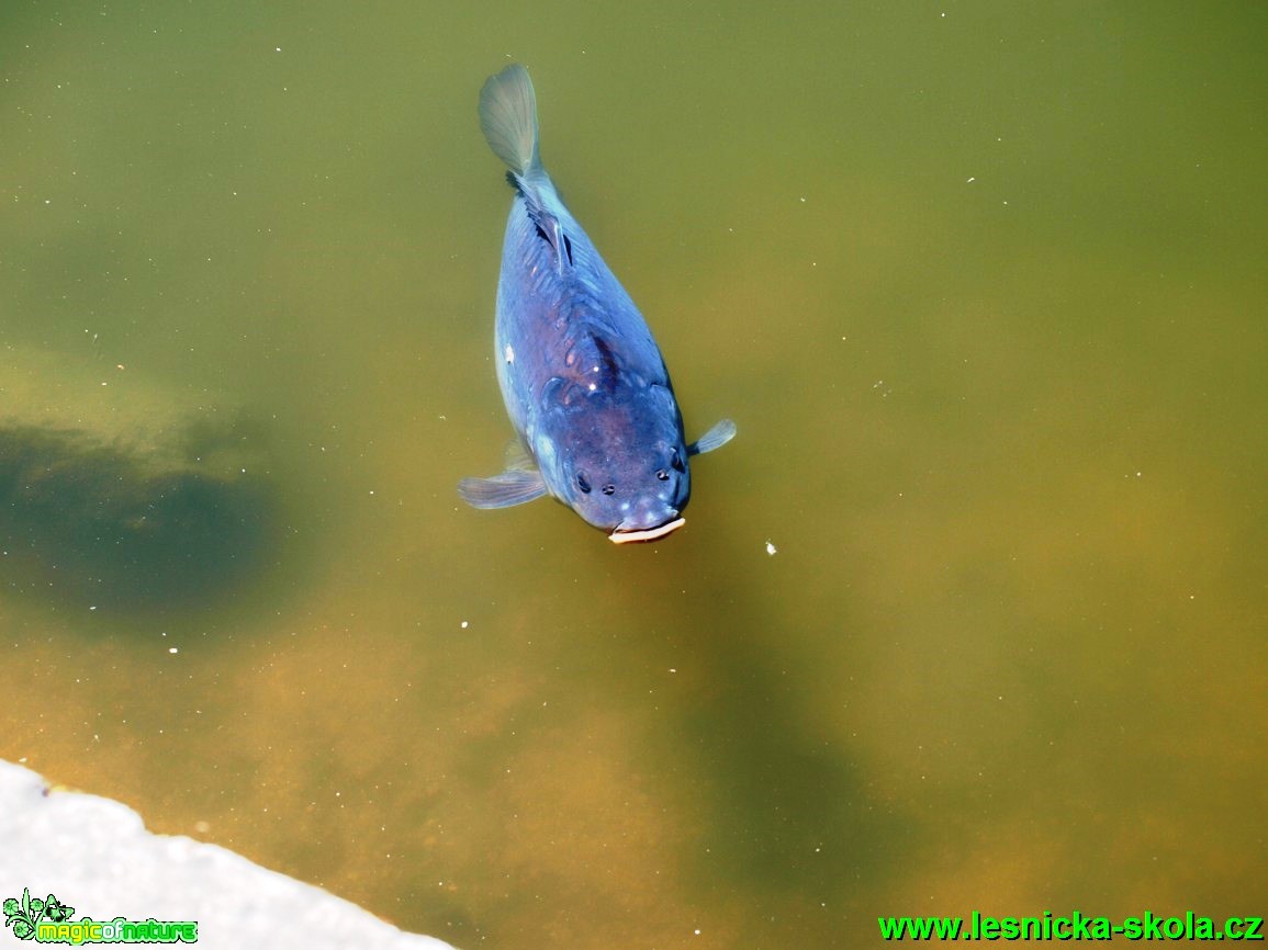 Kapr obecný - Cyprinus carpio - Foto David Hlinka (7)