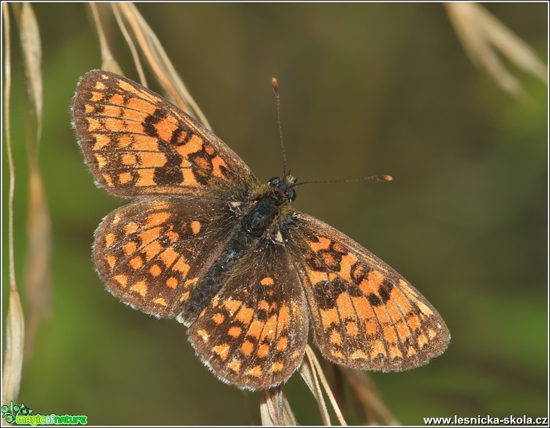 Hnědásek jitrocelový - Melitaea athalia - Foto Monika Suržinová (1)