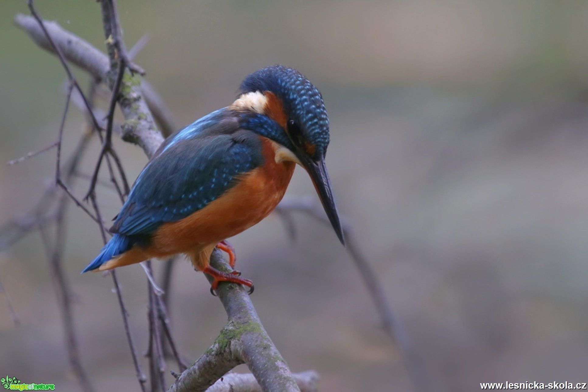 Ledňáček říční - Alcedo atthis - Foto Irena Wenischová (4)