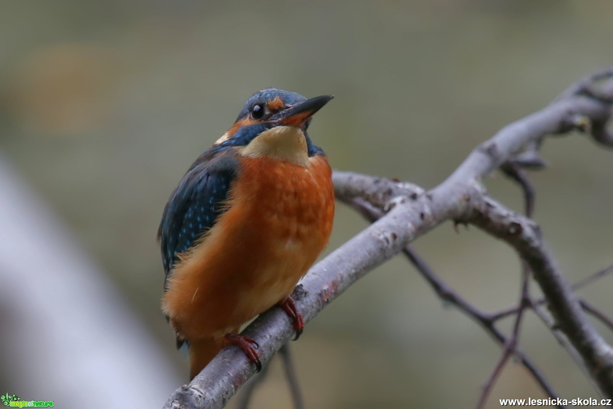 Ledňáček říční - Alcedo atthis - Foto Irena Wenischová (5)