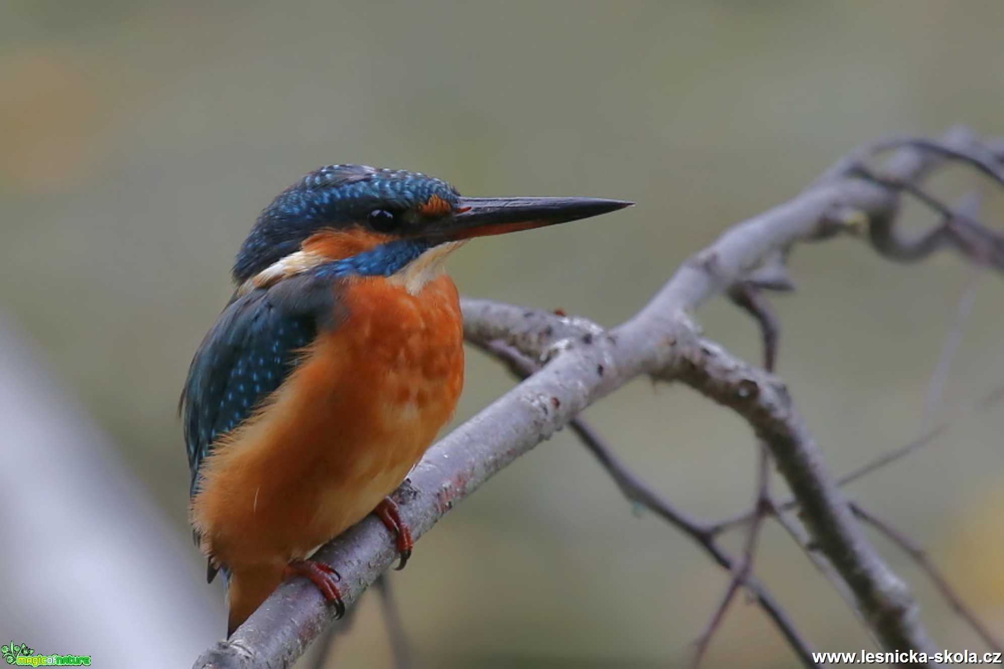 Ledňáček říční - Alcedo atthis - Foto Irena Wenischová (6)