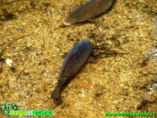 Kapr obecný - Cyprinus carpio - Foto David Hlinka