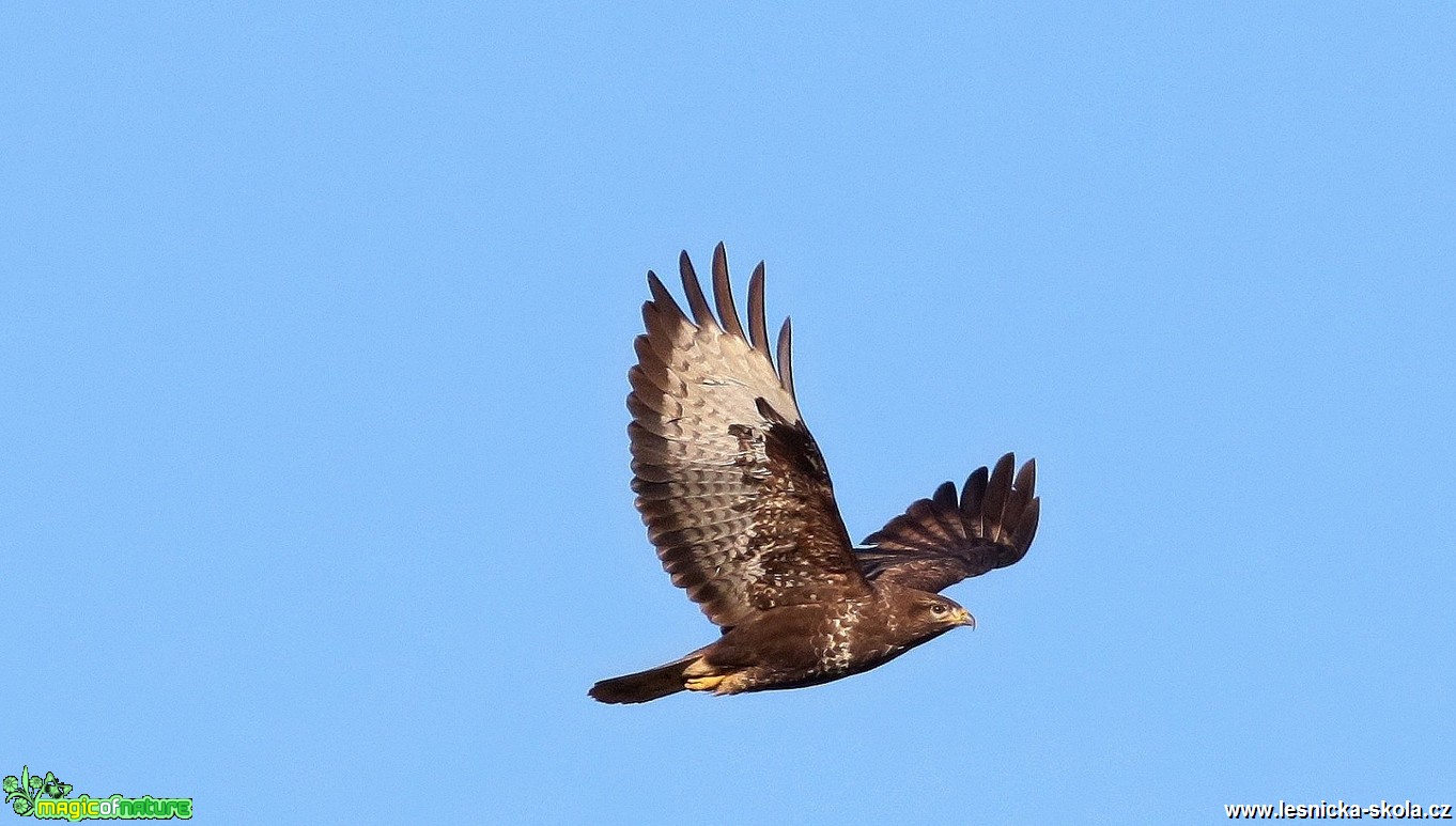 Káně lesní - Buteo buteo - Foto Pavel Balazka