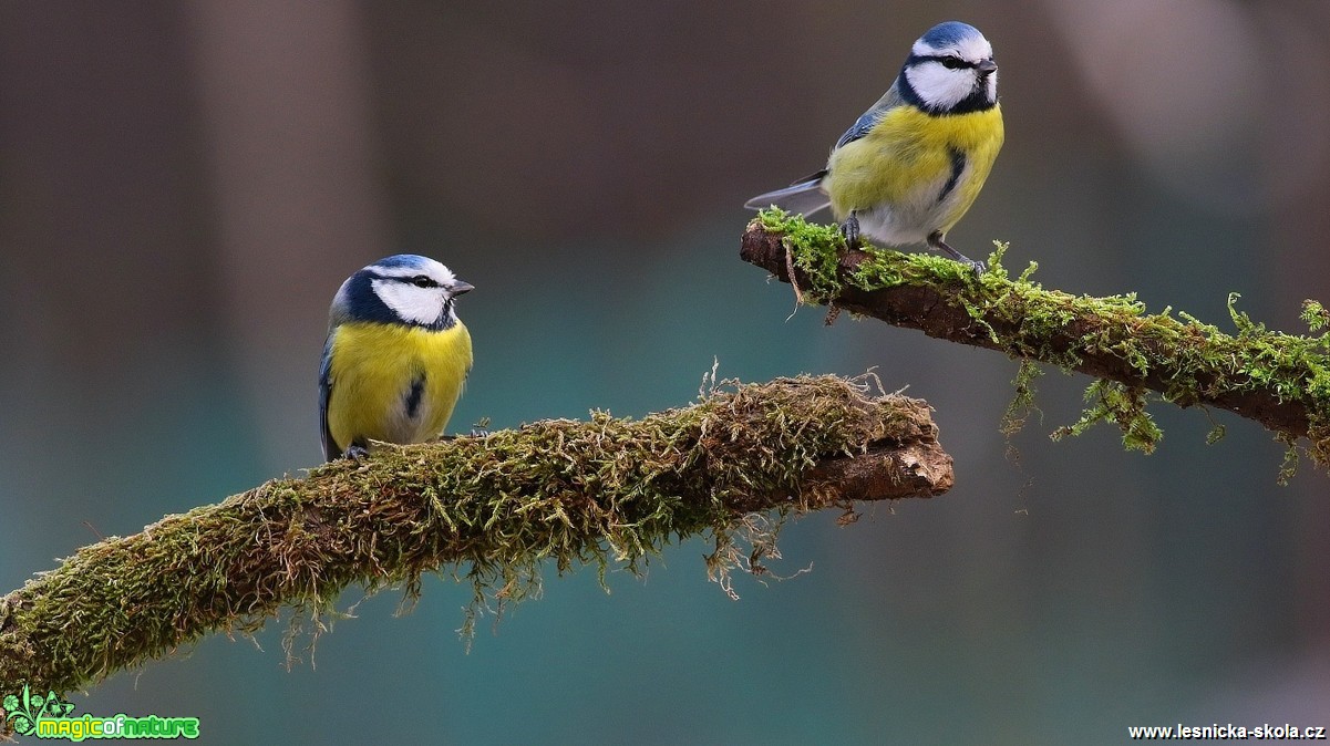 Sýkora modřinka - Parus caeruleus - Foto Pavel Balazka  (2)