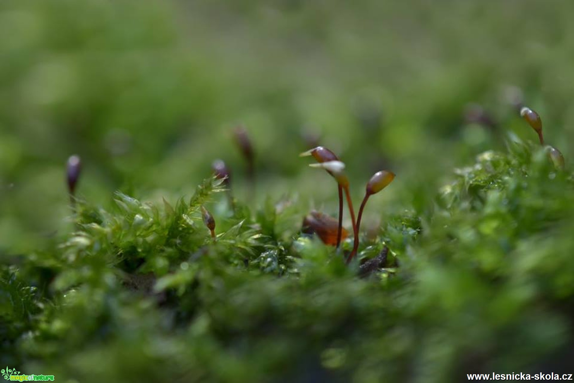 Makro v přírodě - Foto Marie Vykydalová (1)