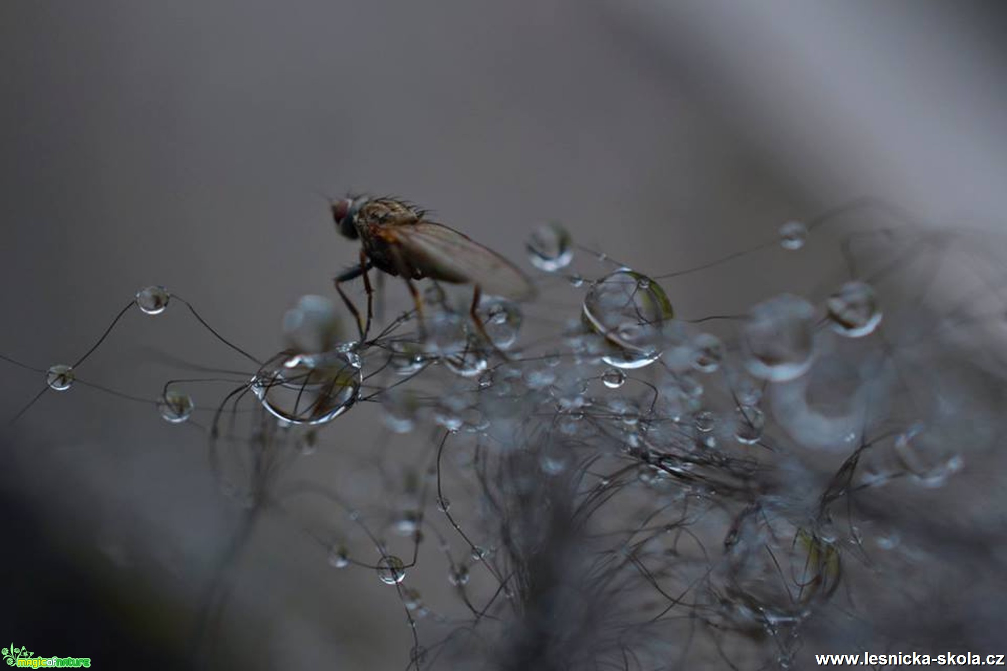 Makro v přírodě - Foto Marie Vykydalová (2)