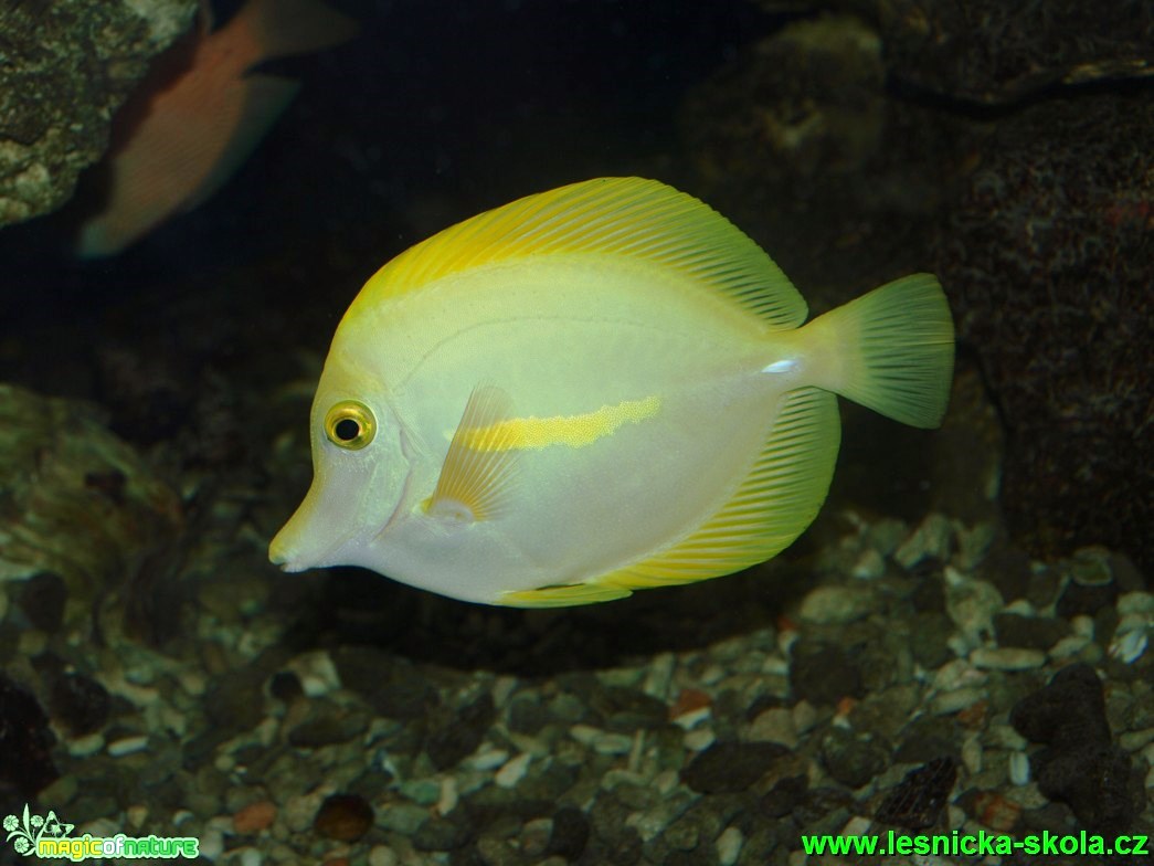 Bodlok žlutý - Zebrasoma flavescens - Foto David Hlinka