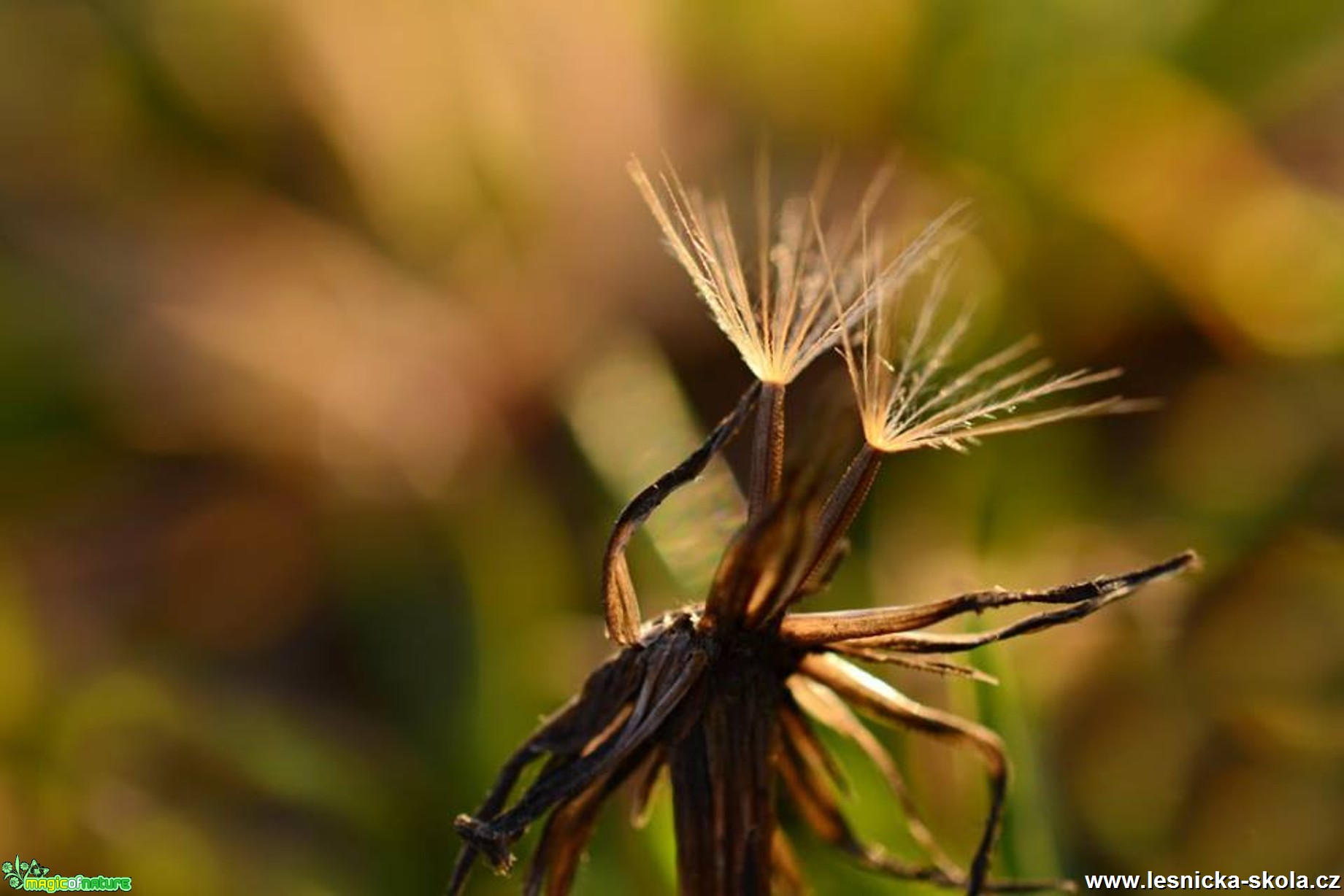 Makro v přírodě - Foto Marie Vykydalová (5)