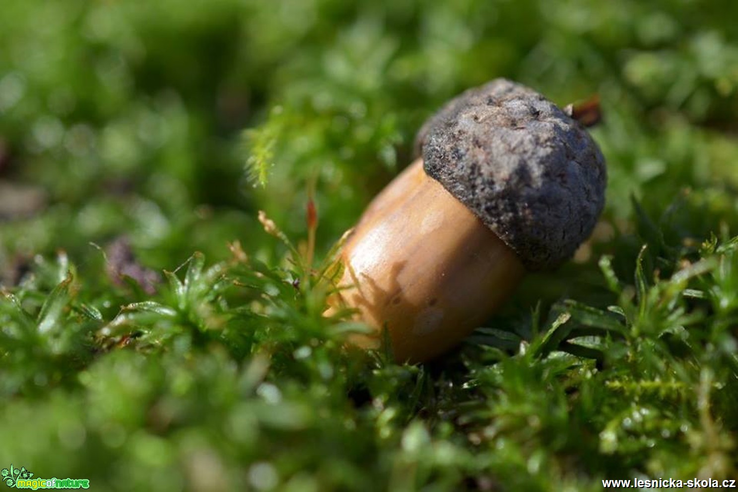 Makro v přírodě - Foto Marie Vykydalová (8)