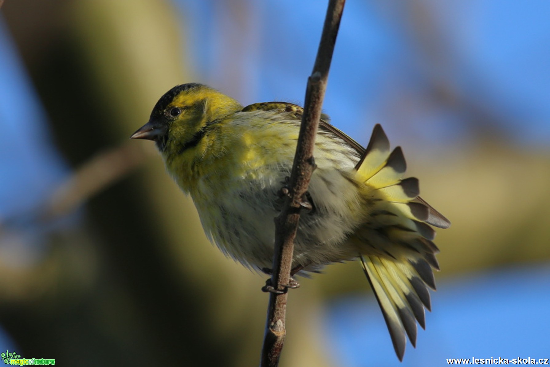 Čížek lesní - samec - Carduelis spinus - Foto Irena Wenischová (1)