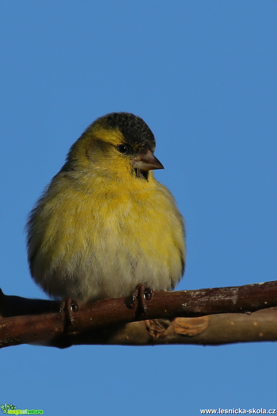 Čížek lesní - samec - Carduelis spinus - Foto Irena Wenischová (2)