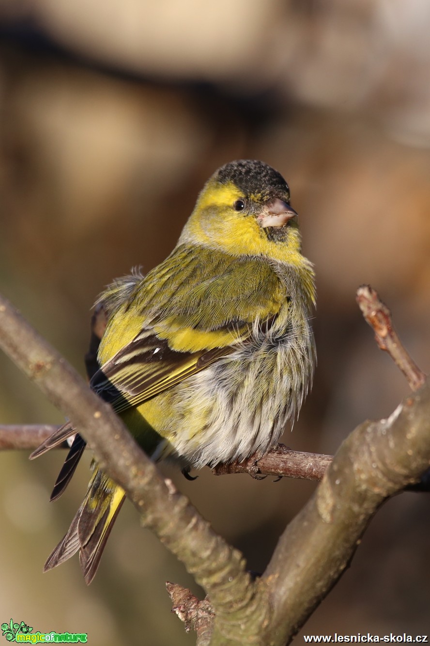 Čížek lesní - samec - Carduelis spinus - Foto Irena Wenischová (3)