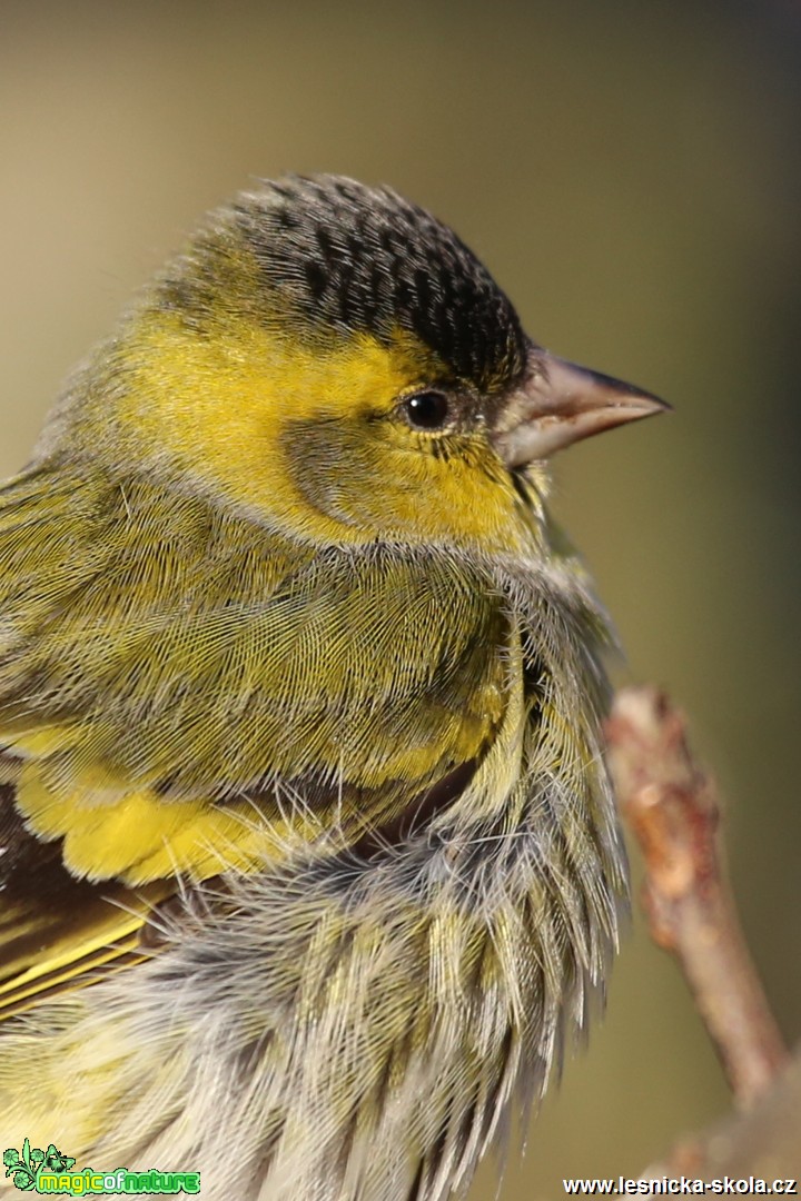 Čížek lesní - samec - Carduelis spinus - Foto Irena Wenischová (4)