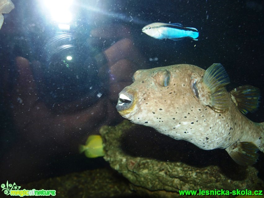 Čtverzubec citronový - Arothron nigropunctatus - Foto David Hlinka (2)