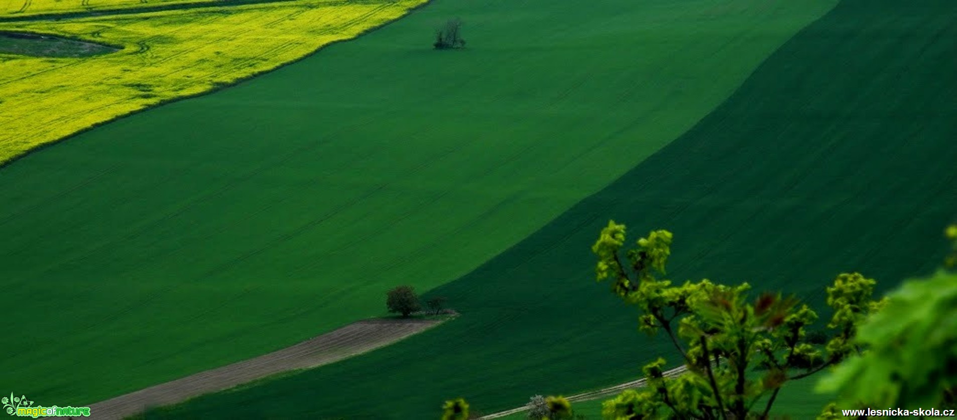 V polích - Foto Tomáš Kunze (2)