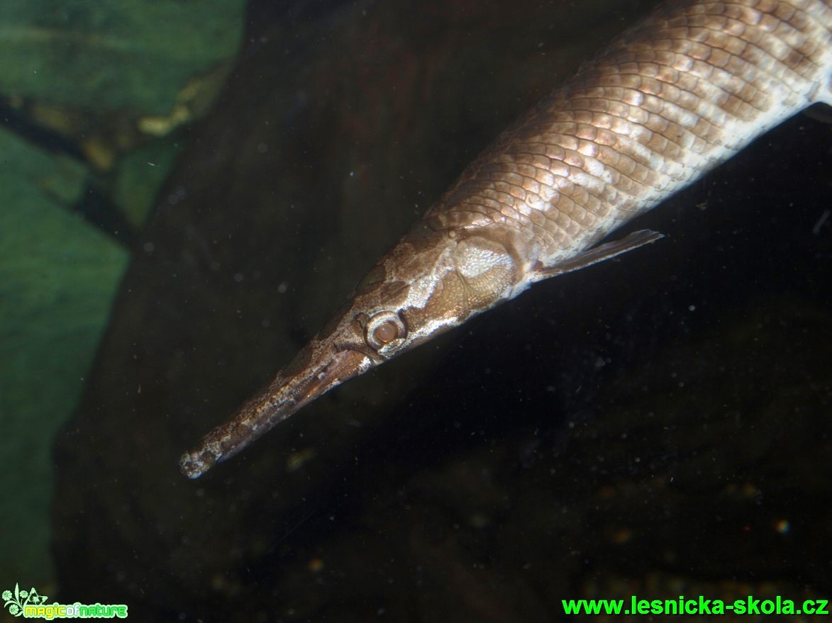 Kostlín obecný - Lepisosteus osseus - Foto David Hlinka (1)