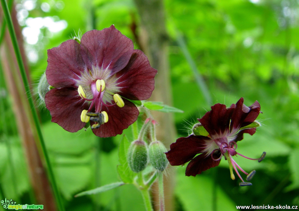 Kakost hnědý - Geranium pheum - Foto Miloslav Míšek